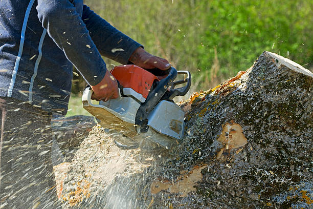 Emergency Storm Tree Removal in Yardley, PA